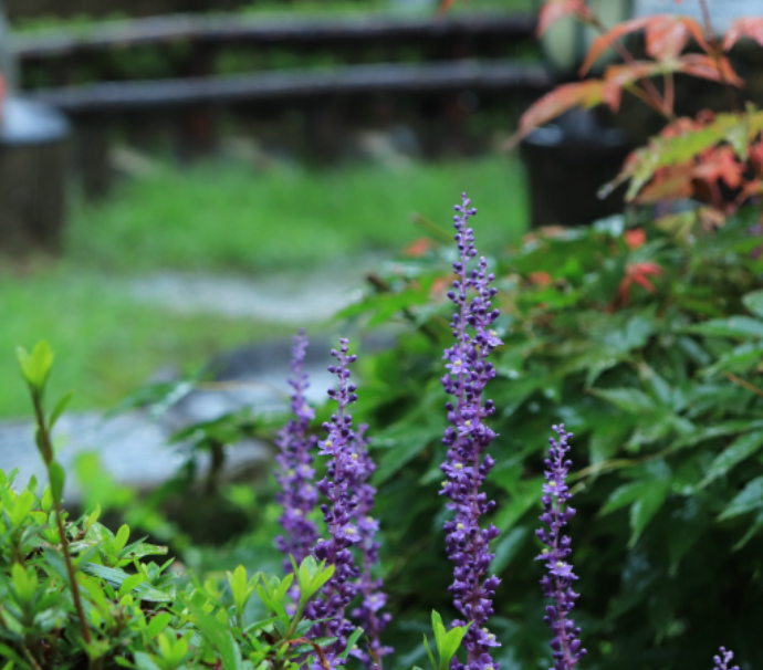 화담숲 예약방법 예약하기 단풍 절정 시기 입장료 모노레일 정보