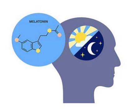 멜라토닌-효능