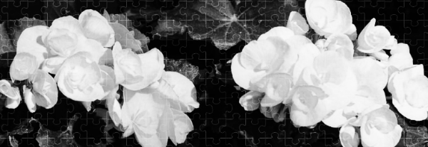 제라늄 꽃말: 노란 제라늄 (옐로 제라늄)