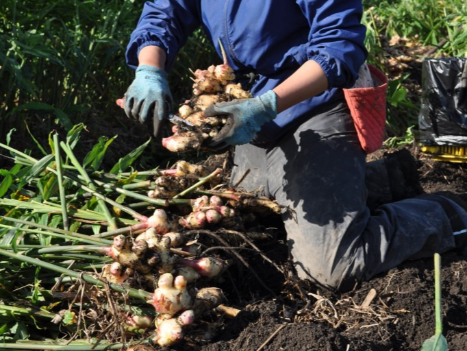 생강 수확시기