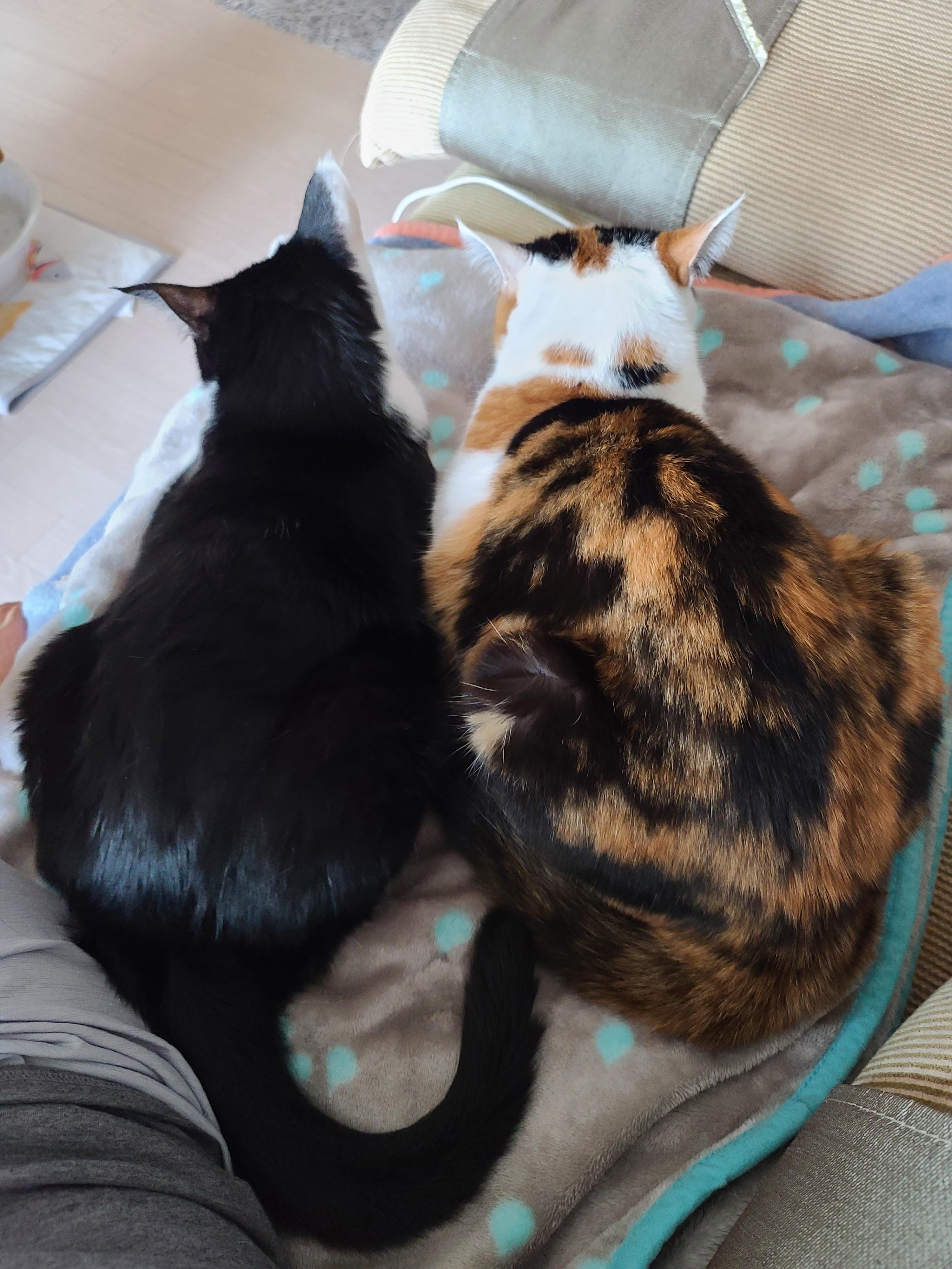 '엄마 사랑해~'를 눈으로 말하는 고양이. 젖소고양이 애교영상.(feat.삼색이고양이 요미)