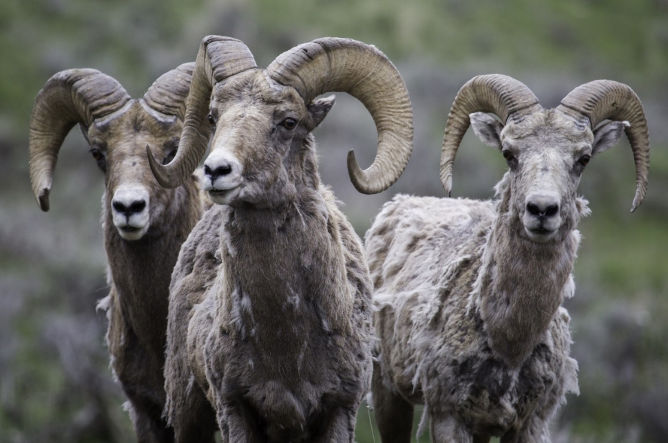산양유단백질과 분리유청단백질