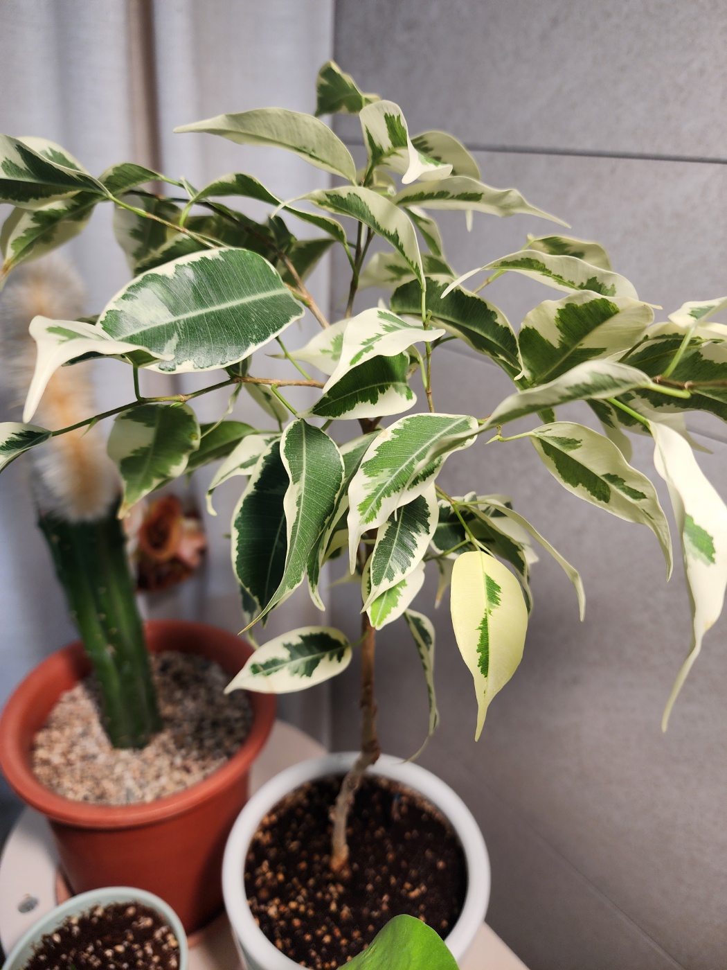 건강하고 넓어진 무늬벤자민 고무나무의 잎들