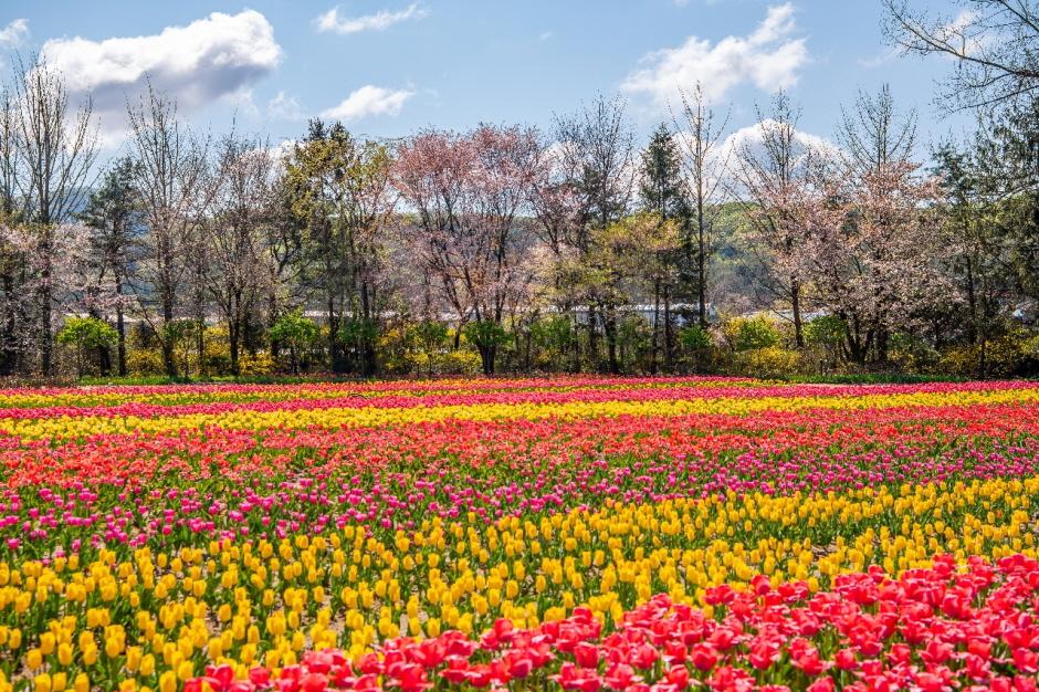 벽초지수목원 봄꽃축제 일정 입장료 맛집 주차장