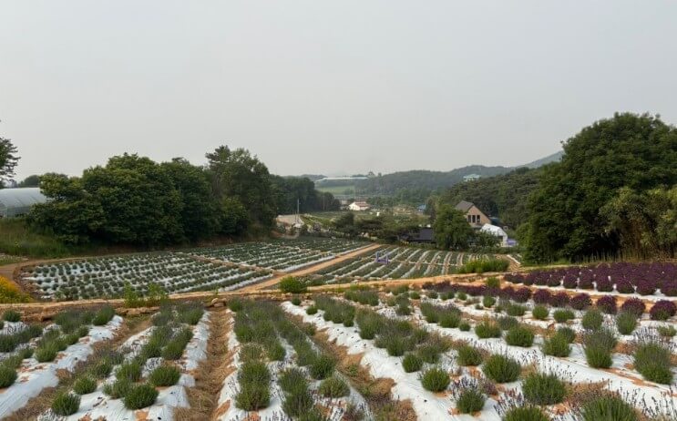 고창청농원 라벤더 축제