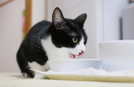 물을 마시는 고양이.