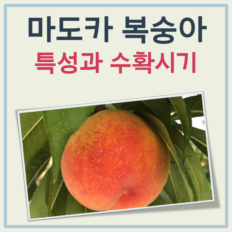 마도카 복숭아 특성 수확시기 차이 간단 정리 대표 이미지