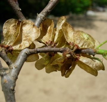난티나무 열매2