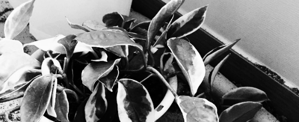 호야 키우기: 온도