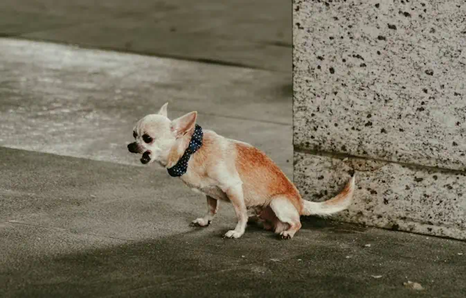 강아지 실내마킹 원인과 훈련법
