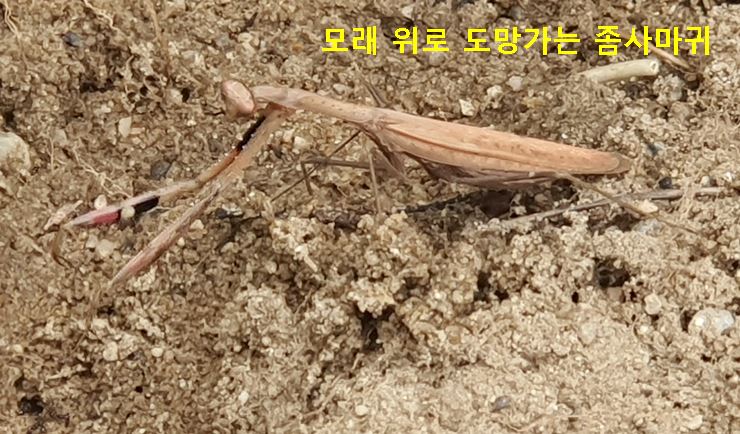 도망가는 좀사마귀