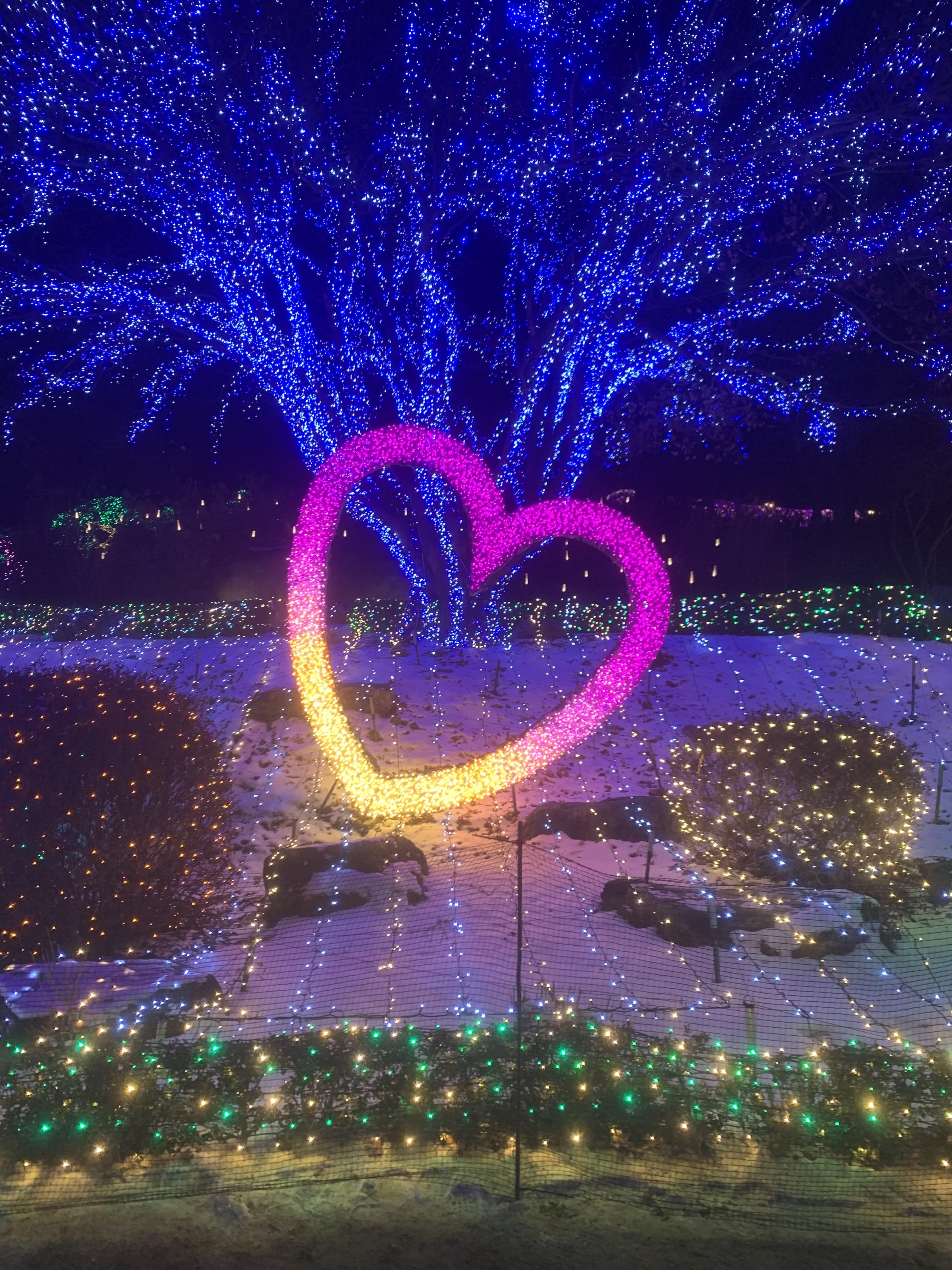 가평 아침고요수목원 빛축제 가족여행 후기