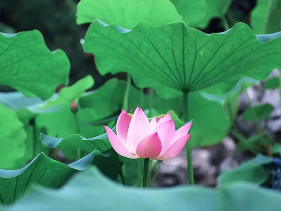 연근 혈당 조절효능