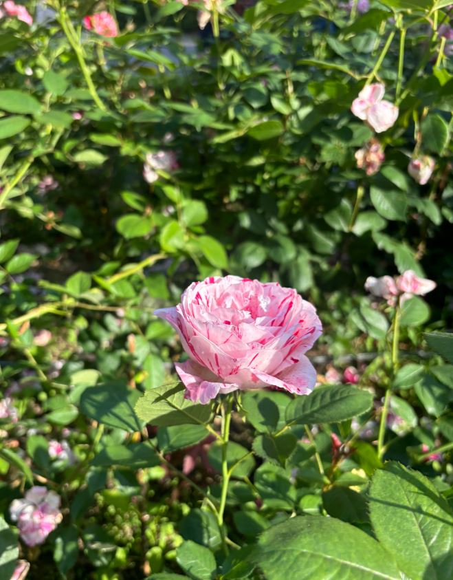 중랑 서울 장미축제 지도 찾아가는길 주차정보 프로그램 후기