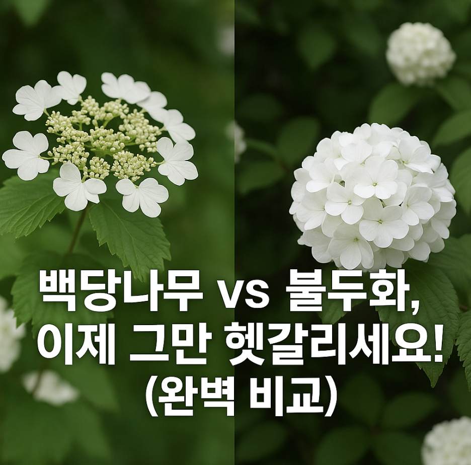 백당나무 vs 불두화, 이제 그만 헷갈리세요! (완벽 비교)