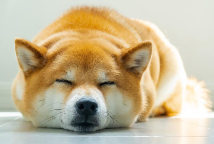 누워있는 강아지