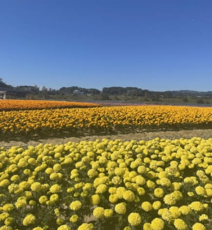 부여 가볼만한곳 베스트 10