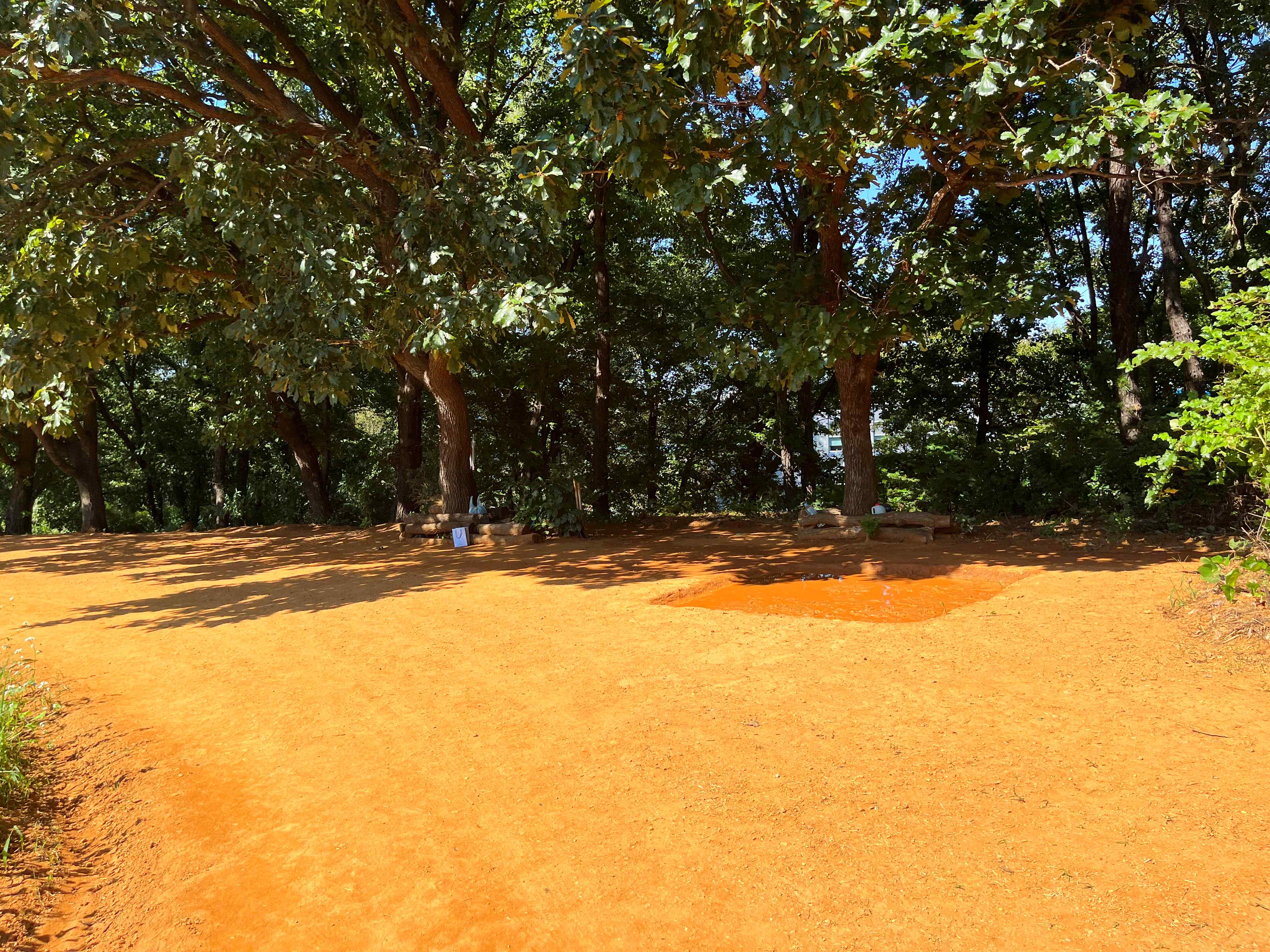 인천 선학동 메밀꽃