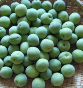 매실 효능과 부작용 고르는법 칼로리