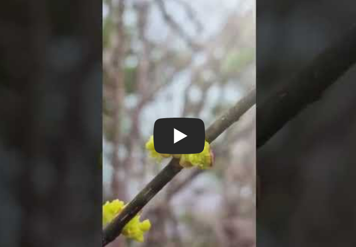 산수유를 닮은 생강나무 꽃