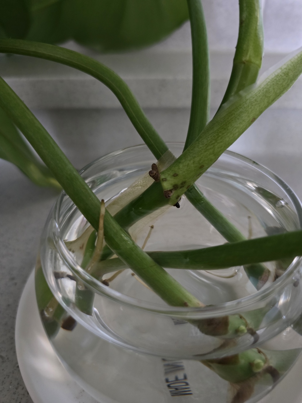 공중뿌리와 묽꽂이