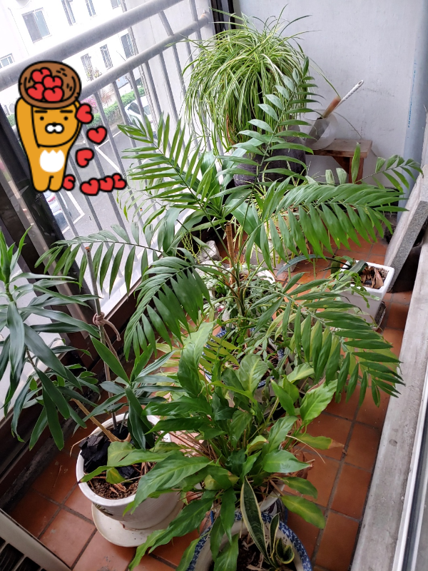 물만-주고-영양제-한번-못-줘도-잘-자라주는-고마운-식물들