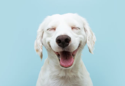 웃는 얼굴의 개.