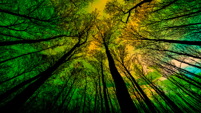 안면도자연휴양림