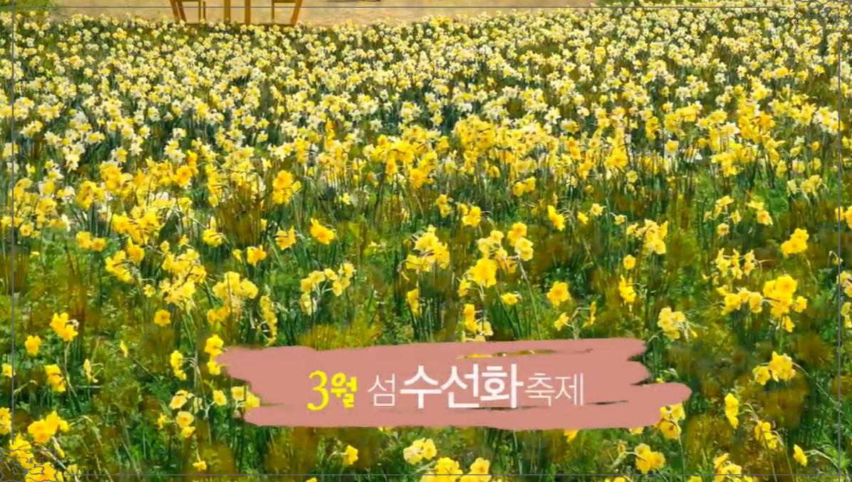 🌼 2026 전국 수선화 명소 3선: "바다, 초원, 섬이 빚어낸 노란 낙원"