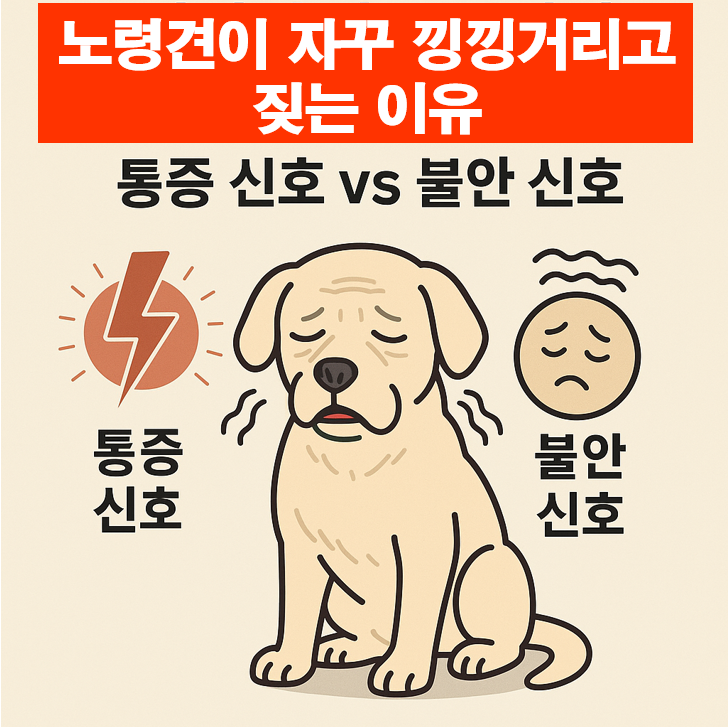 자꾸 낑낑거리며 짖는 노령견 이미지