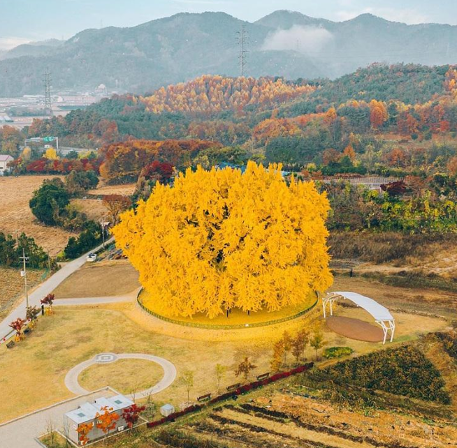 원주 반계리 은행나무