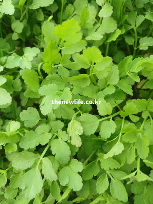 미나리 효능 염증 완화 퀘르세틴 캠페롤