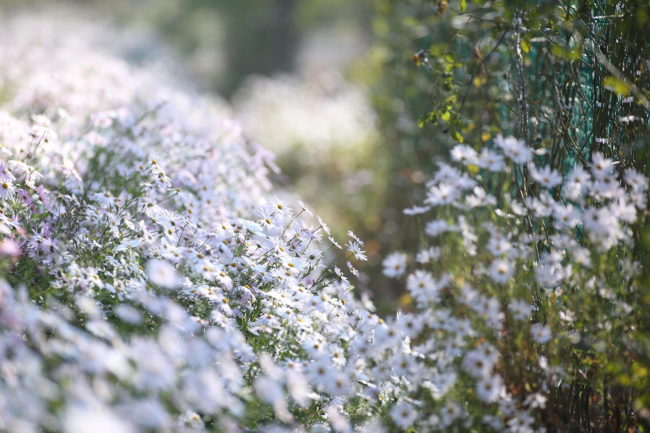 정읍 구절초꽃축제