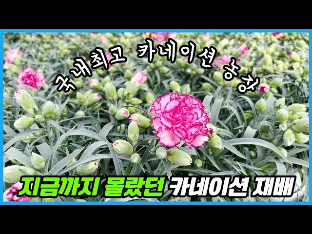 카네이션 재배 삽목 번식 거름 주기 연중 개화_6