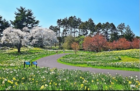 뉴욕 보태니컬 가든 벚꽃 (사진 : 구글)