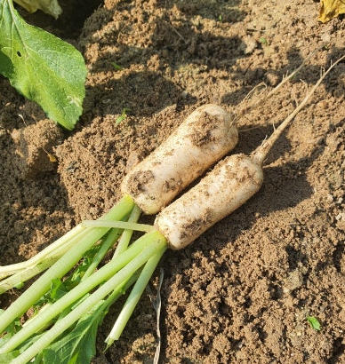 알타리심는시기 가을 김장 총각무 중부 남부 지방 재배 방법 수확 시기 총정리1
