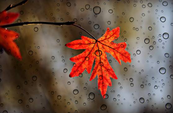 2025 장마 기간, 지역별 예상 일정