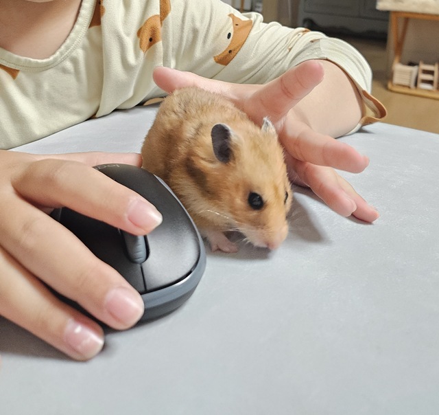 골든햄스터 육아사진