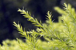 티트리오일 효능07