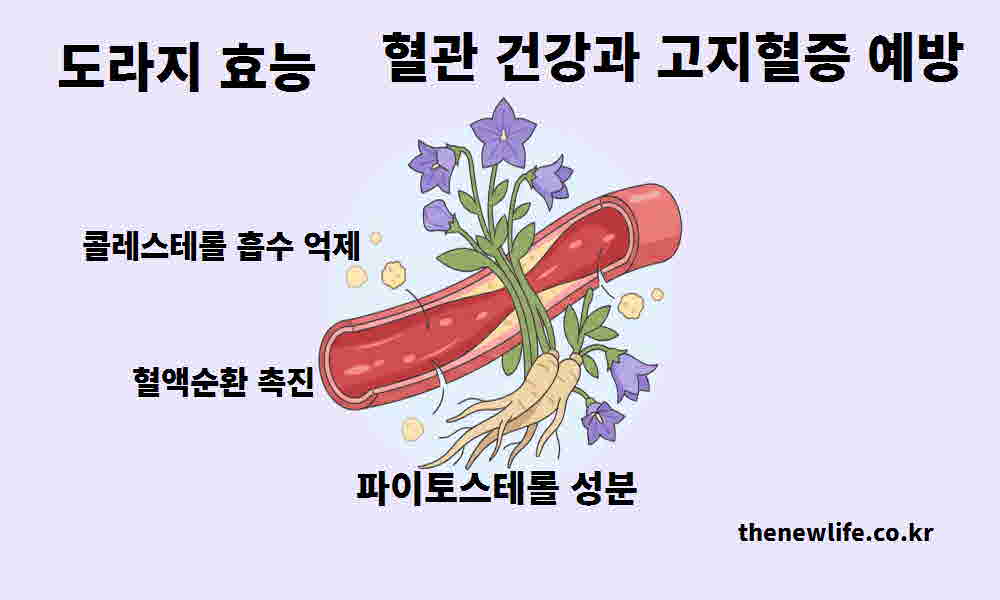 도라지 효능 혈관 건강 고지혈증 예방