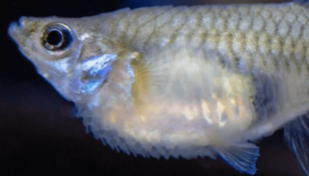 구피 질병 증상(백점병&amp;#44; 마우스펑기&amp;#44; 솔방울병 등)