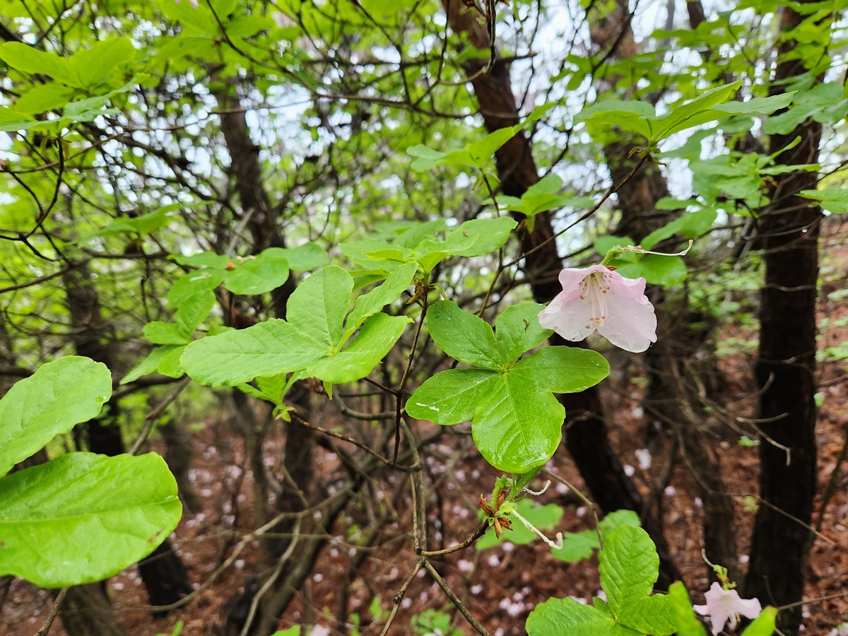 철쭉