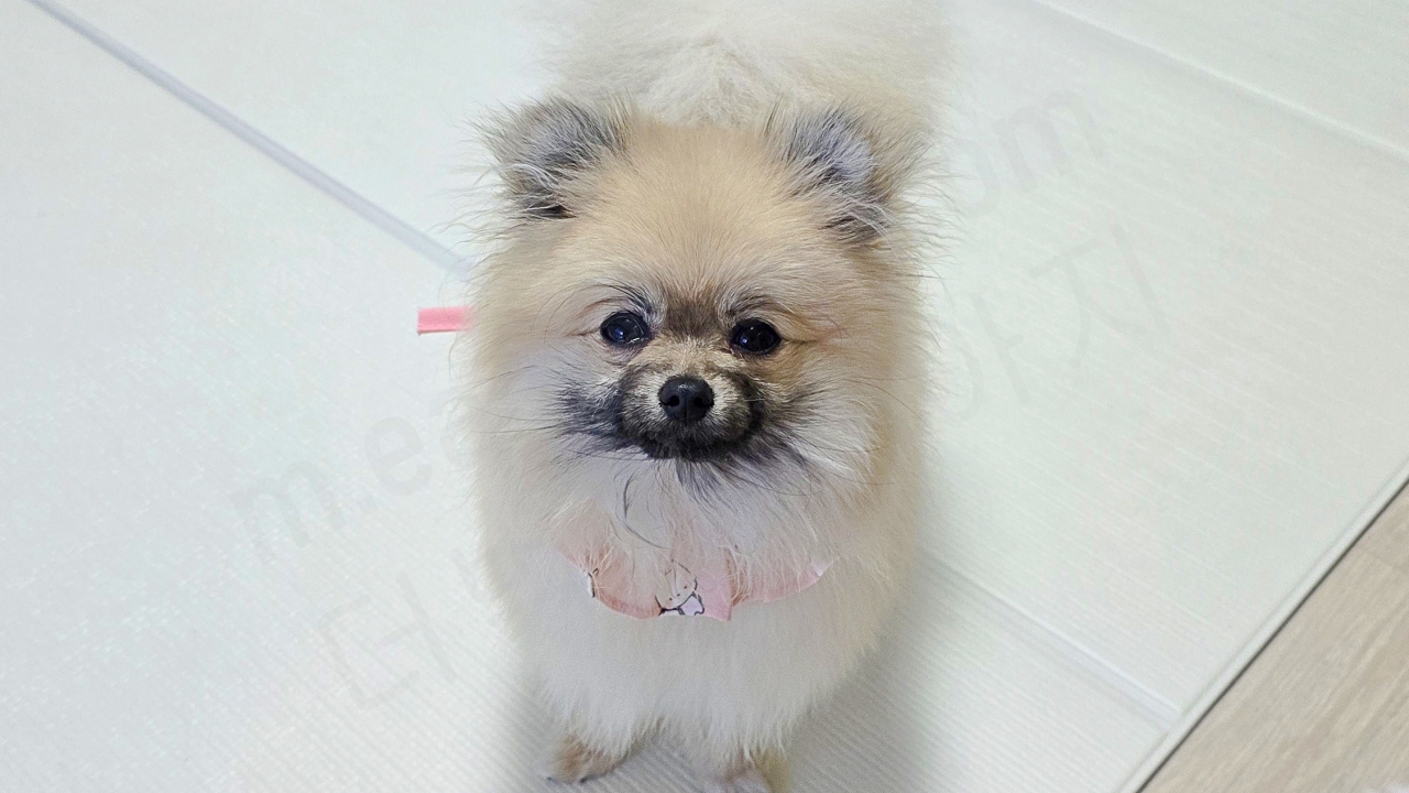 턱받이를 한 강아지