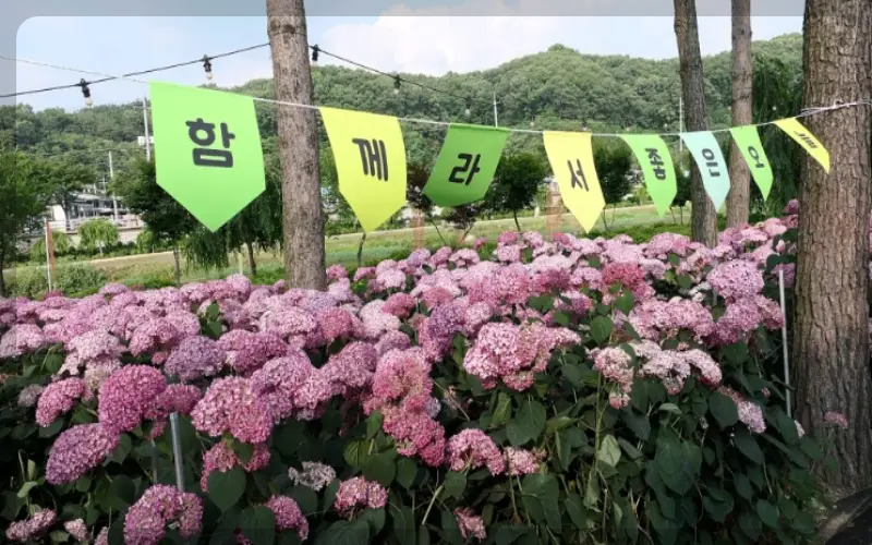 공주 수국축제 유구색동 수국 정원 꽃축제_9