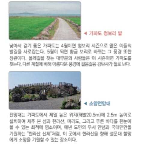 가파도 청보리 축제