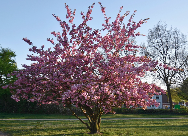 전국 벚꽃 축제 일정 총정리