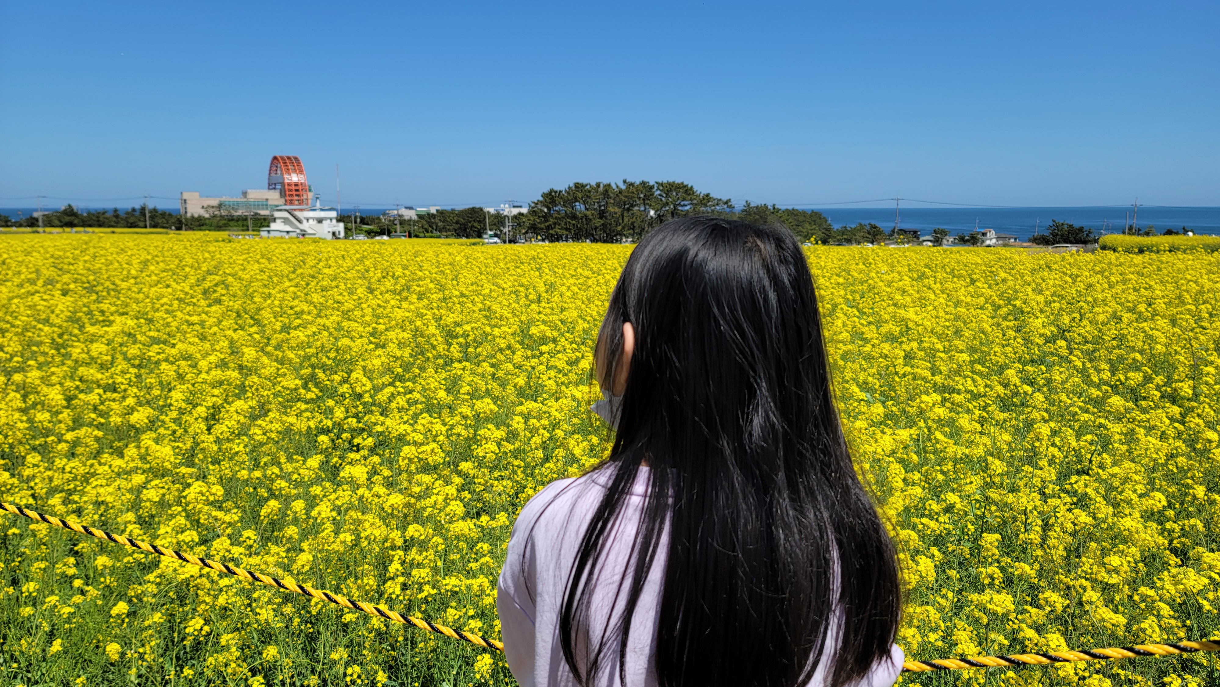 포항 유채꽃 밭에서