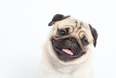 고개를 갸우뚱하게 하는 퍼그.