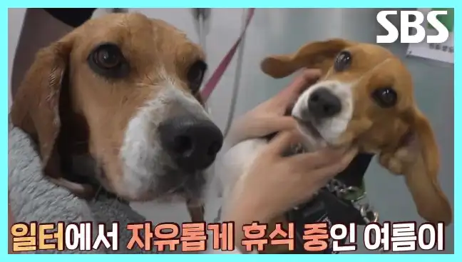동물농장 재방송 시간 다시보기