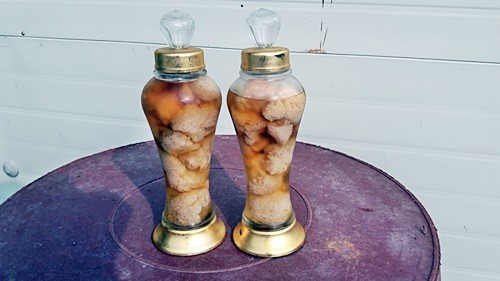 오늘N 2540회 가족이 뭐길래 드림버섯농장 표고버섯, 노루궁뎅이버섯, 녹각영지버섯까지 건강한 먹거리 주문방법